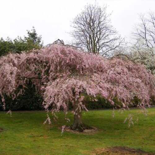 How to grow Rosebud Cherry Sakura (Prunus subhirtella)
