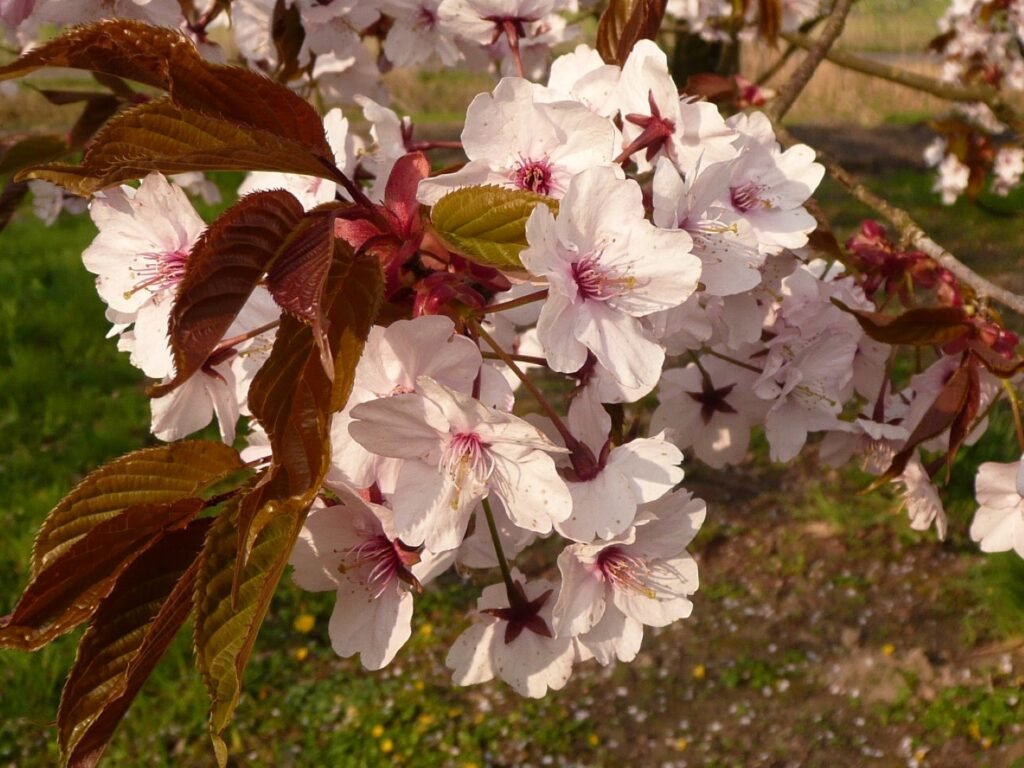 Sargent Cherry - Prunus sargentii