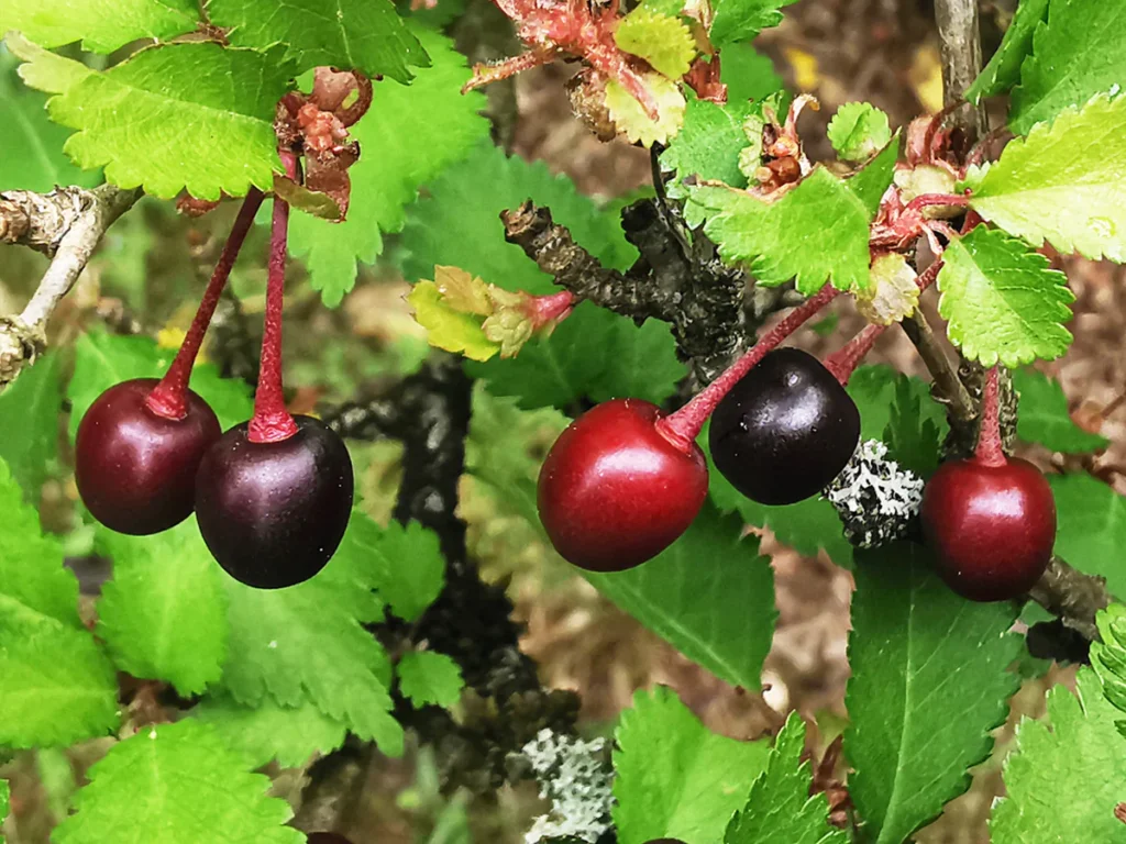 Fuji Cherry - Prunus incisa