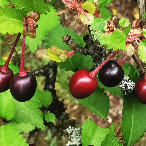 How to grow Fuji Cherry Sakura (Prunus incisa)