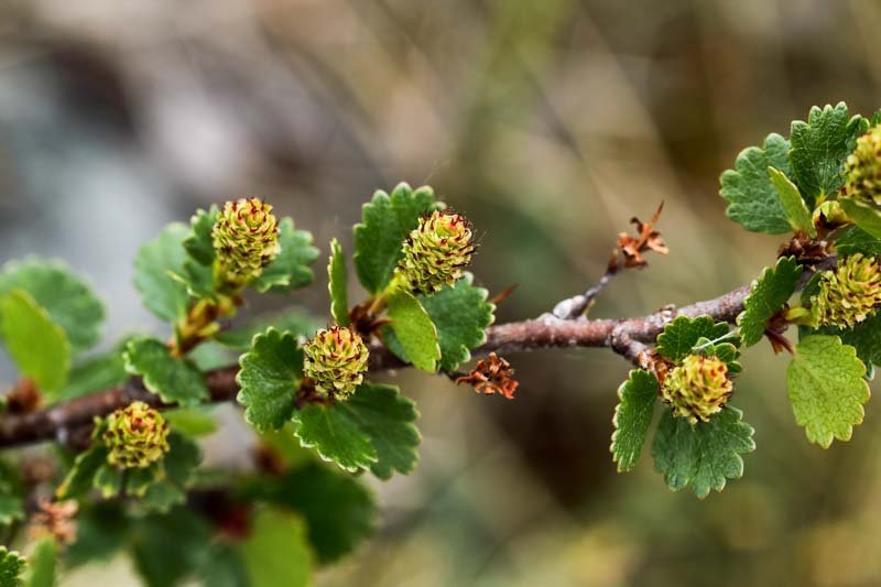 Dwarf Birch - Betula nana