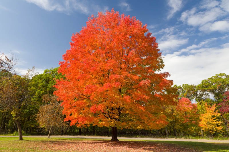 Sugar Maple - Acer saccharum