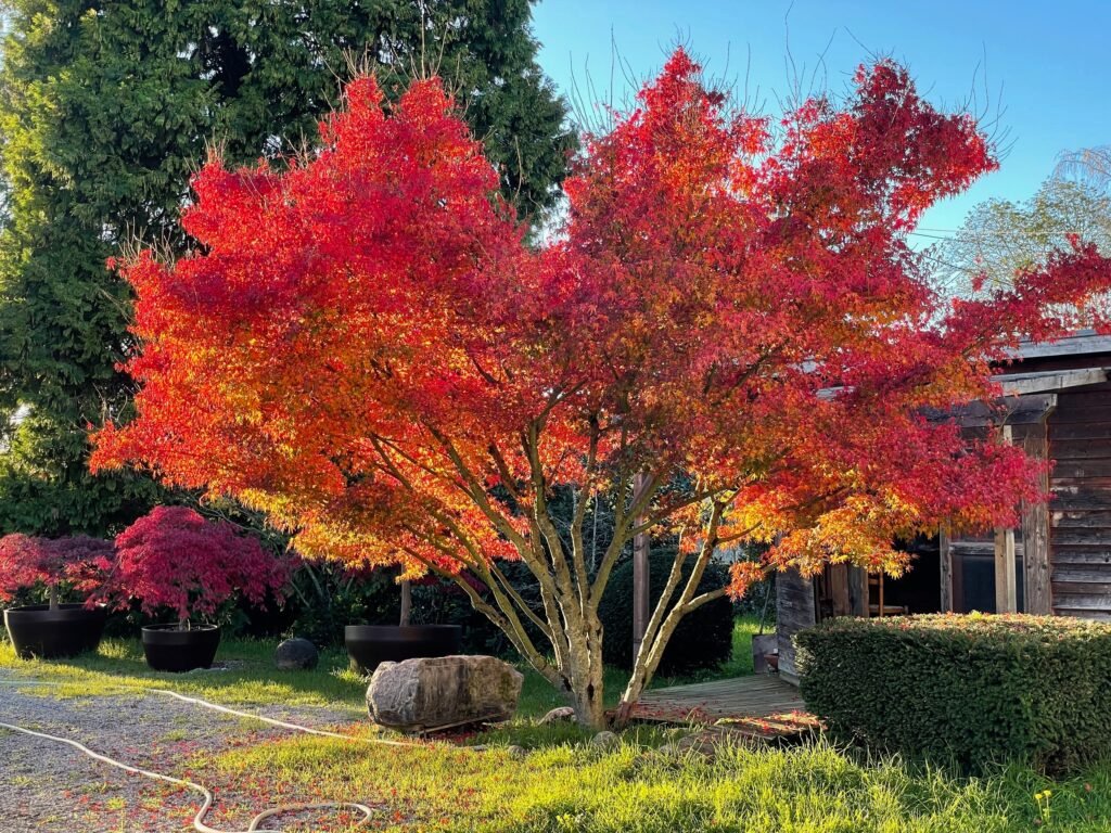 Japanese Maple - Acer palmatum