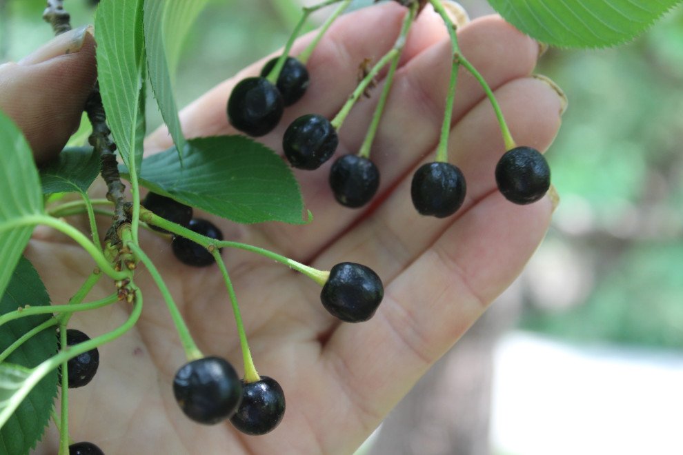 Sargent Cherry - Prunus sargentii