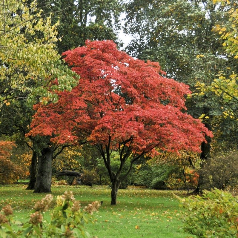 Japanese Maple - Acer palmatum