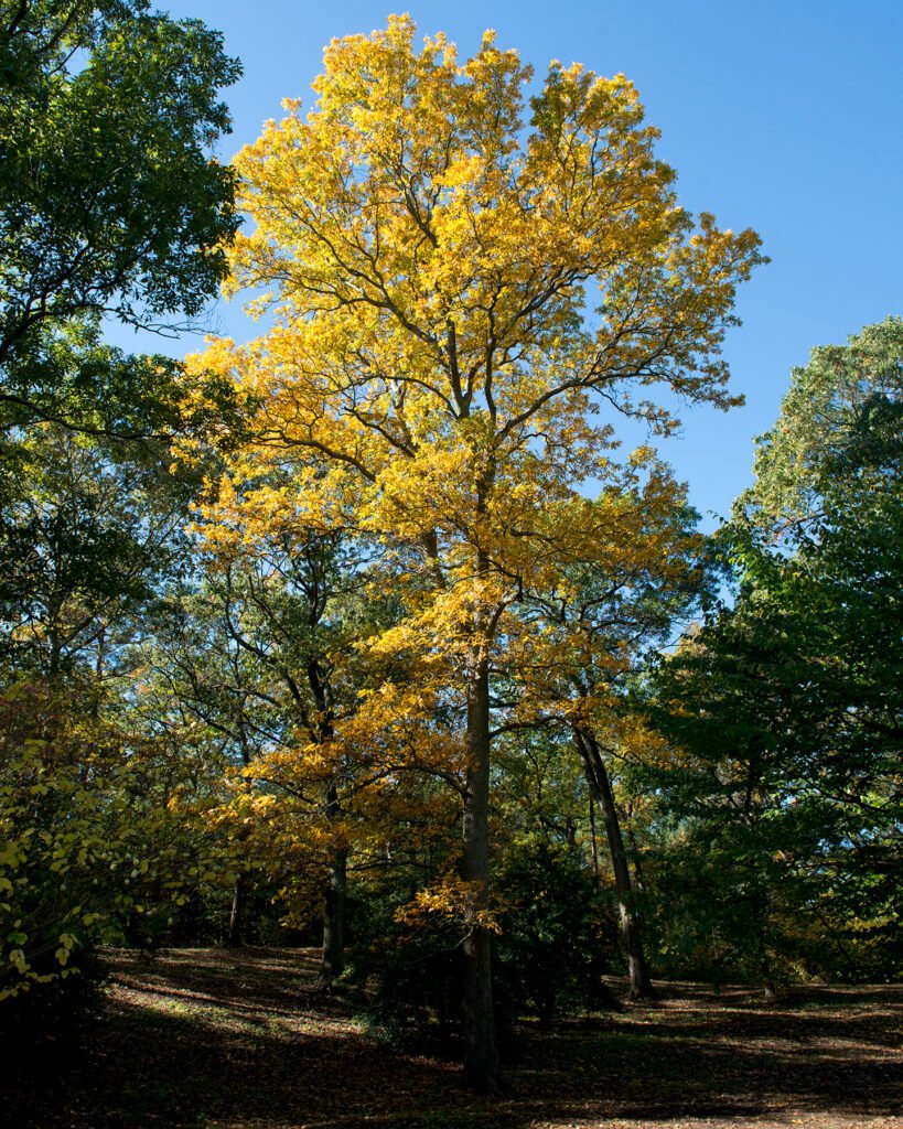 Shagbark Hickory - Carya ovata