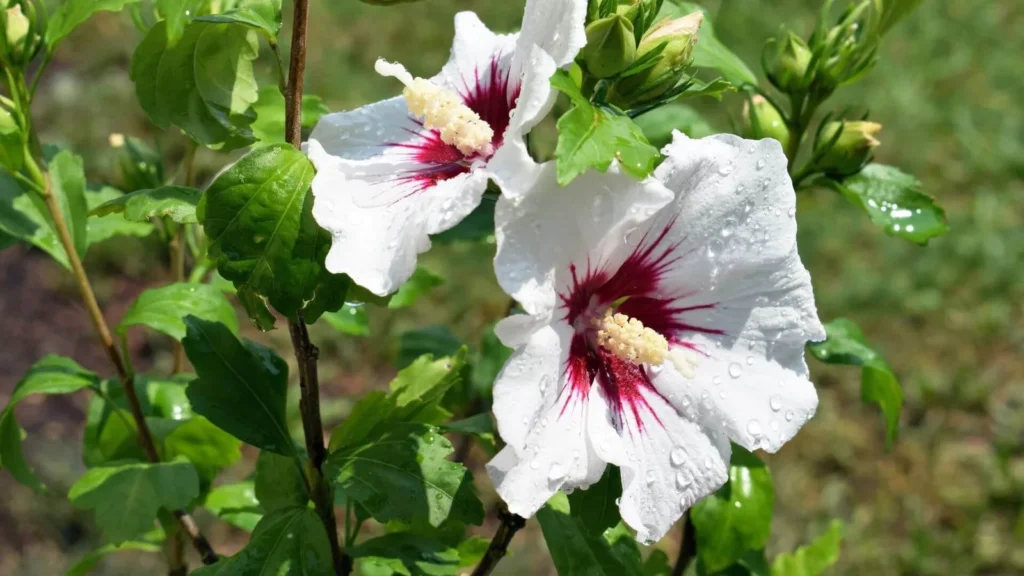 Rose Of Sharon - Hibiscus syriacus