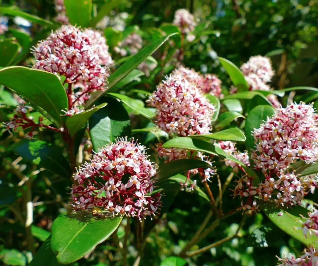 Japanese Skimmia - Skimmia japonica