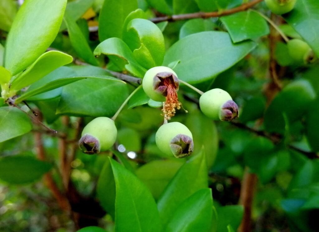 Myrtle - Myrtus communis