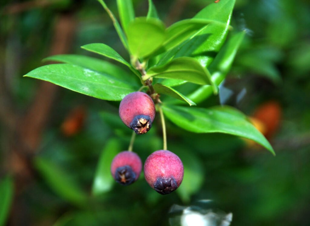 Myrtle - Myrtus communis