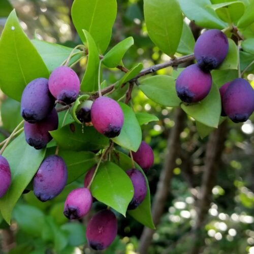 How to grow Myrtle (Myrtus communis)