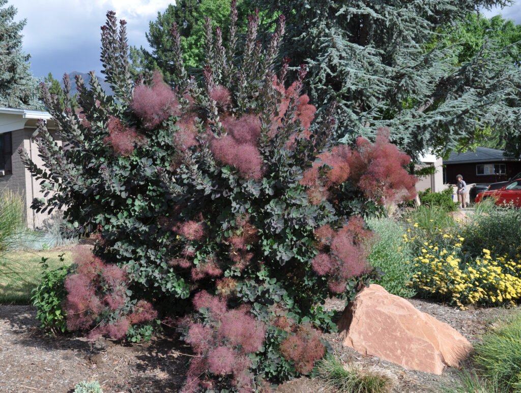 Smoke Tree - Cotinus coggygria