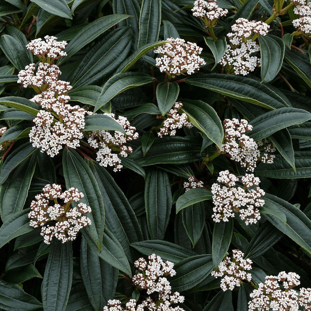 David viburnum - Viburnum davidii