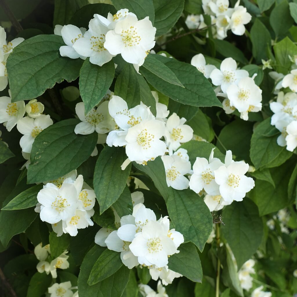 Mock Orange - Philadelphus coronarius