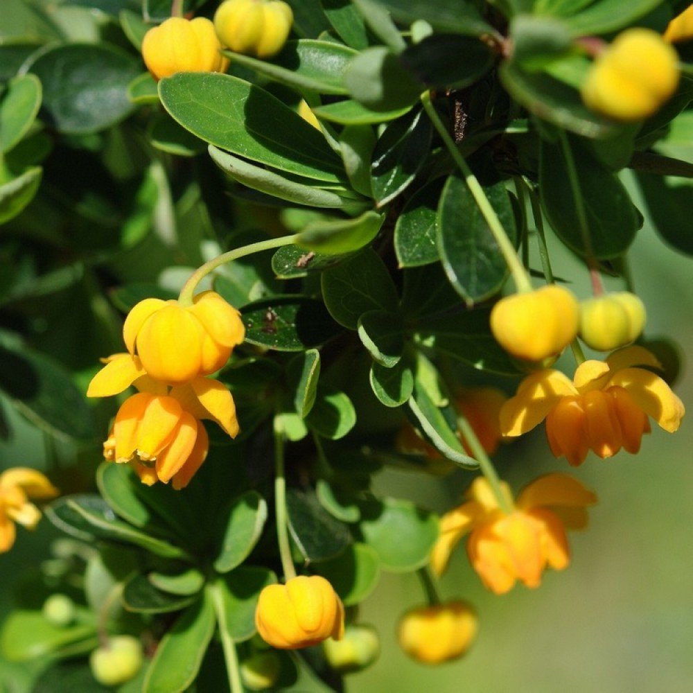 Magellan Barberry - Berberis buxifolia