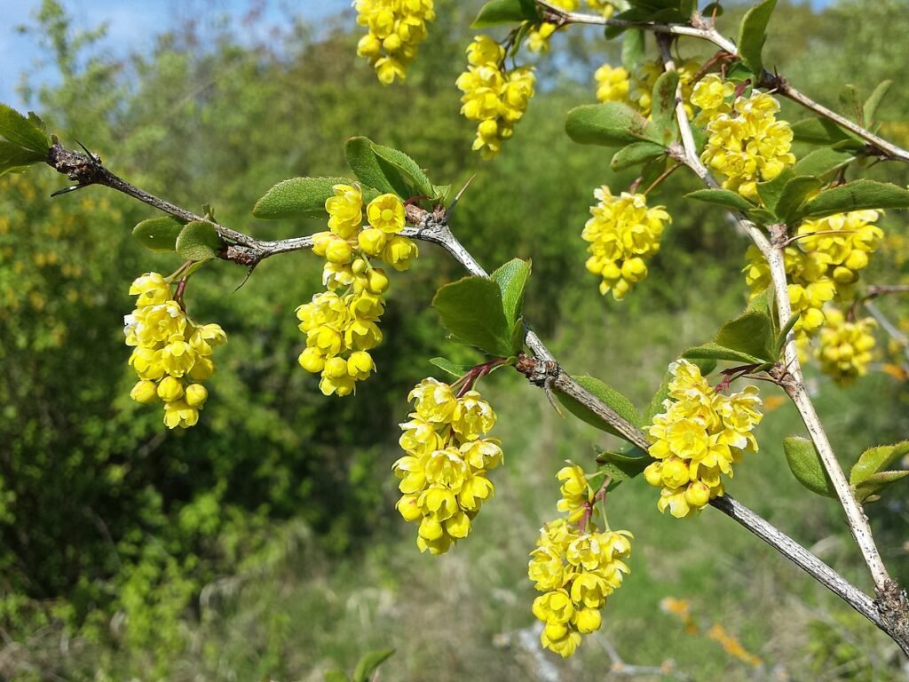 Common barberry - Berberis vulgaris