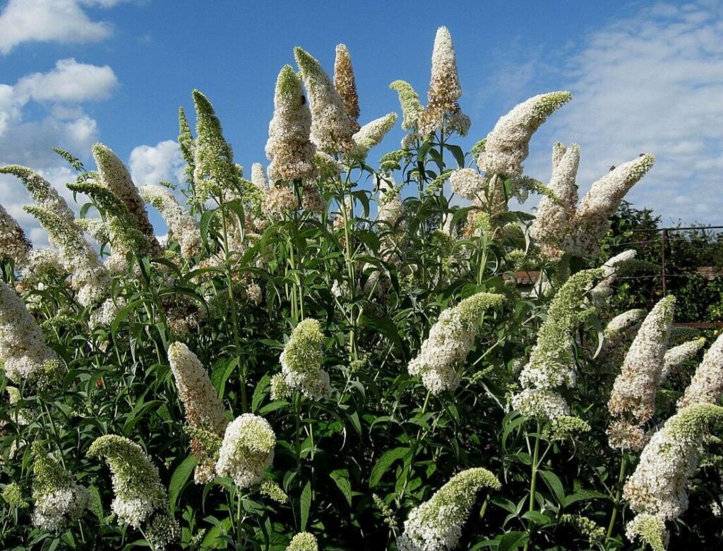 Butterfly Bush - Buddleja davidii