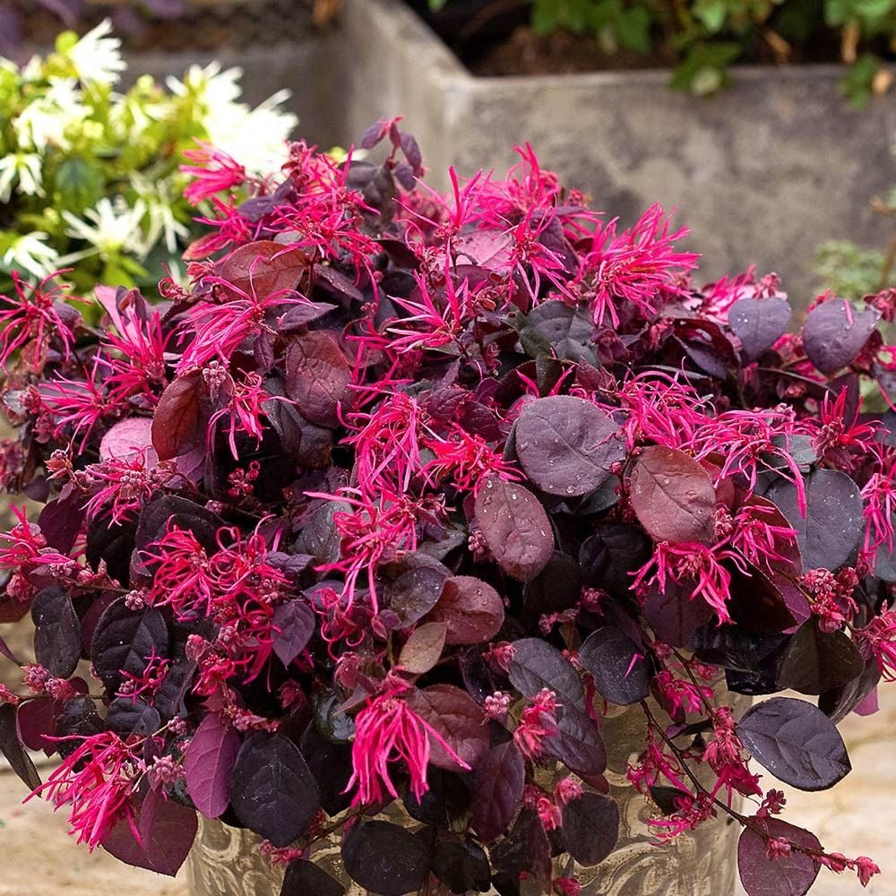 Fringe Flower - Loropetalum chinense