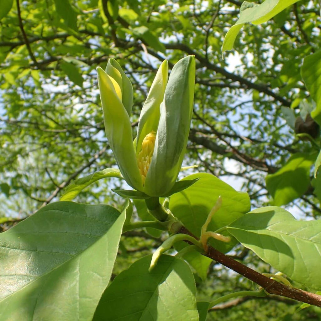 Cucumber Tree - Magnolia acuminata