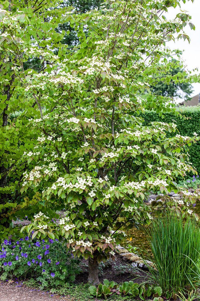 Chinese dogwood - Cornus kousa chinensis