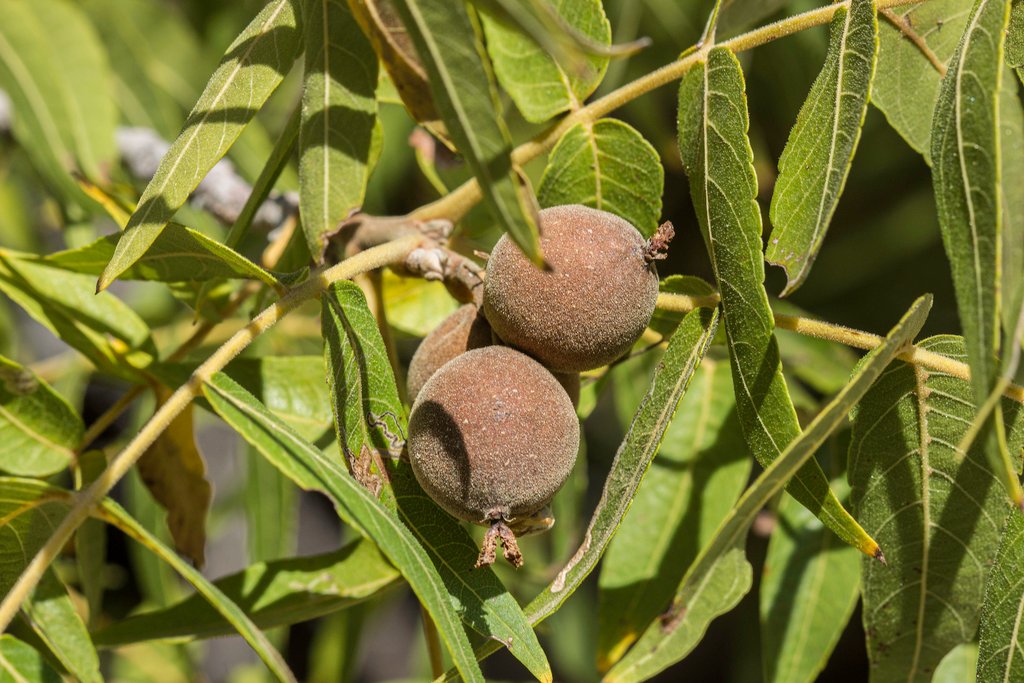 Texas Walnut - Juglans microcarpa