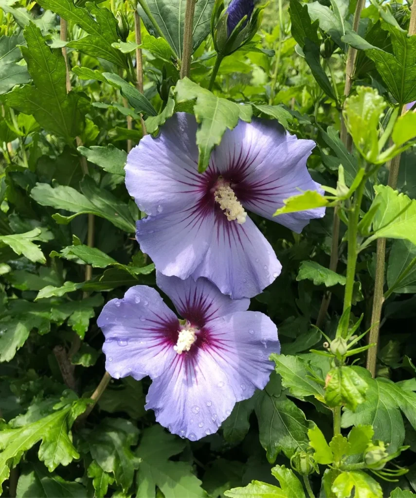 Rose Of Sharon - Hibiscus syriacus