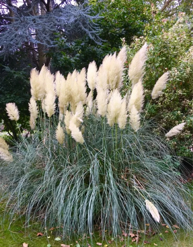 Pampas Grass - Cortaderia selloana