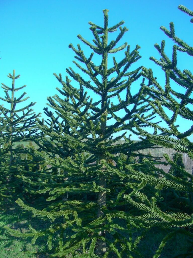 Monkey Puzzle Tree - Araucaria araucana