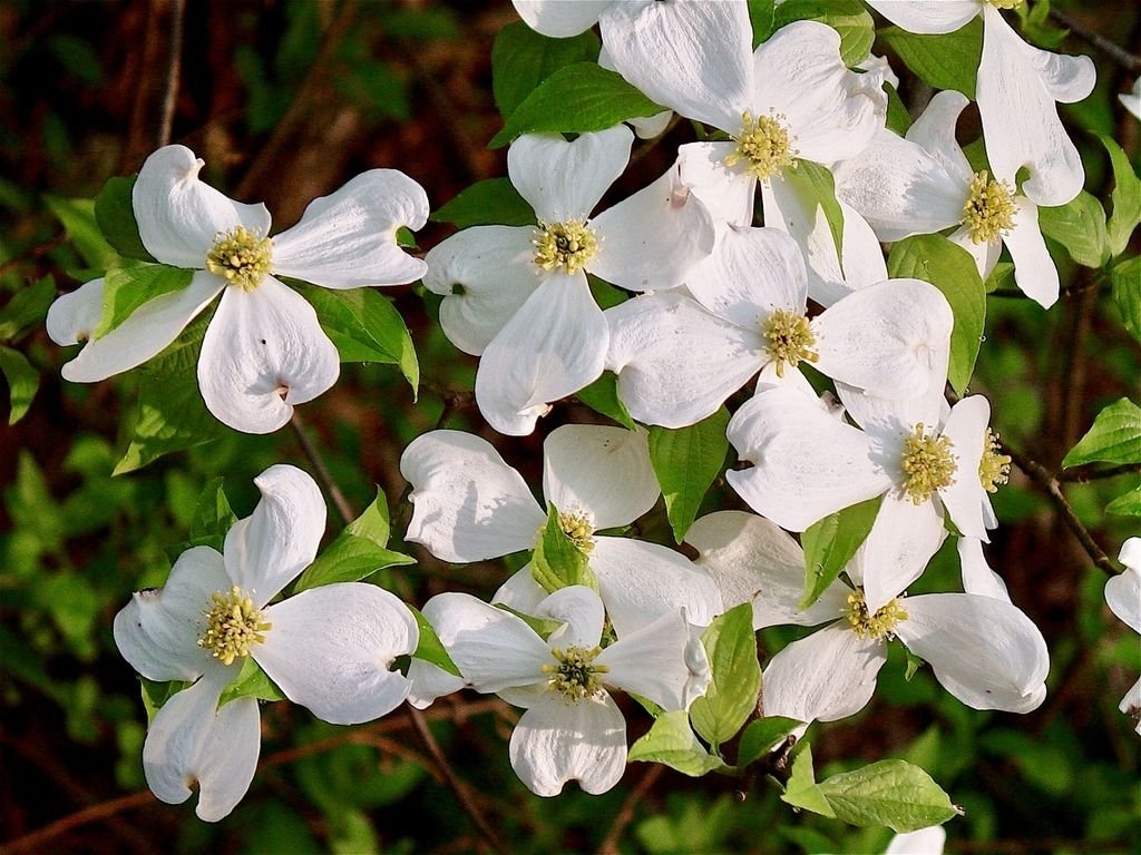 Flowering Dogwood - Cornus florida