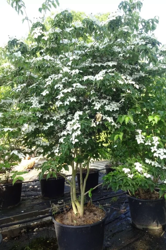 Chinese dogwood - Cornus kousa chinensis