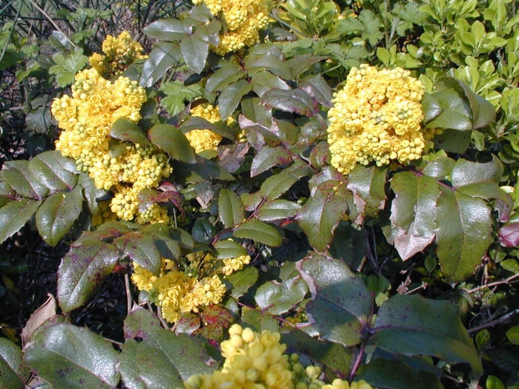 Oregon Grape - Mahonia aquifolium