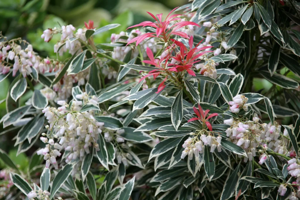 Japanese Andromeda - Pieris japonica