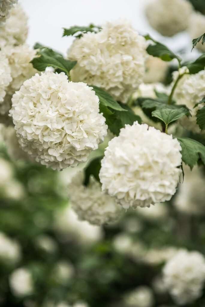 Guelder Rose - Viburnum opulus