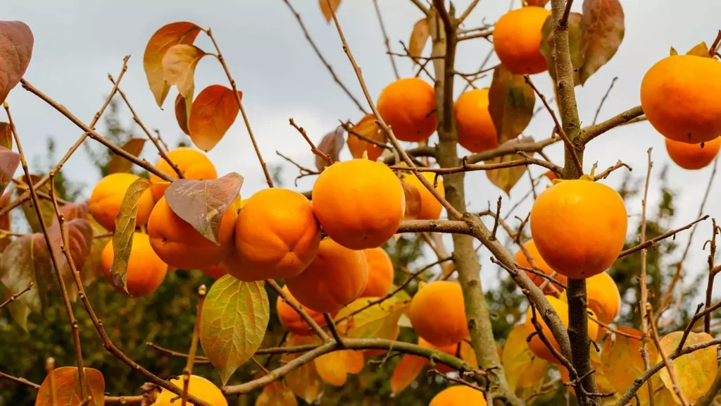 Japanese persimmon - Diospyros kaki
