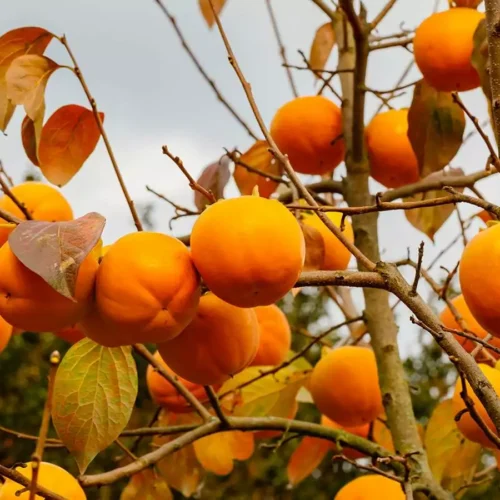 How to grow Japanese persimmon (Diospyros kaki)