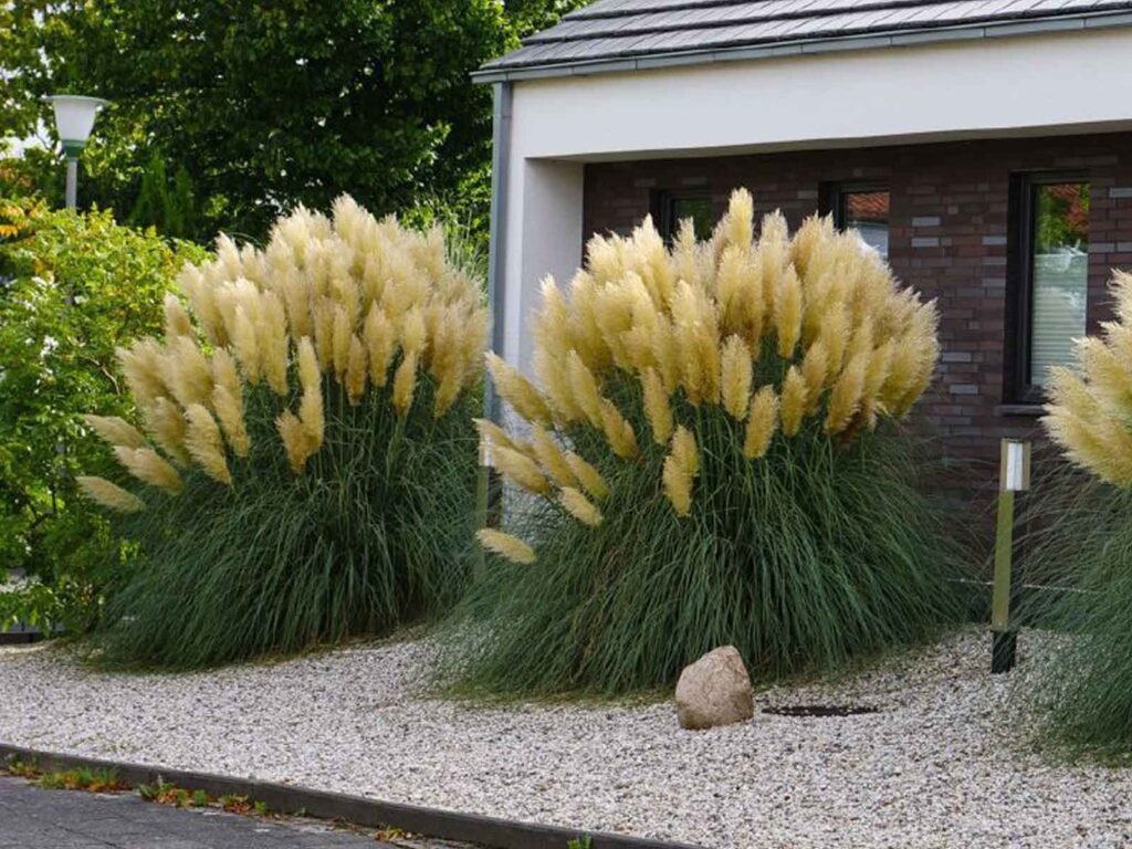 Pampas Grass - Cortaderia selloana