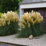How to grow Pampas Grass (Cortaderia selloana)