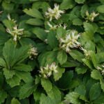 How to grow Japanese Spurge (Pachysandra terminalis)