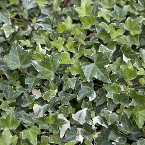 How to grow Ivy (Hedera helix)