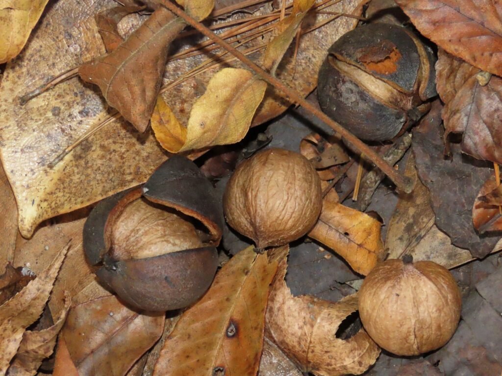 Mockernut Hickory - Carya tomentosa
