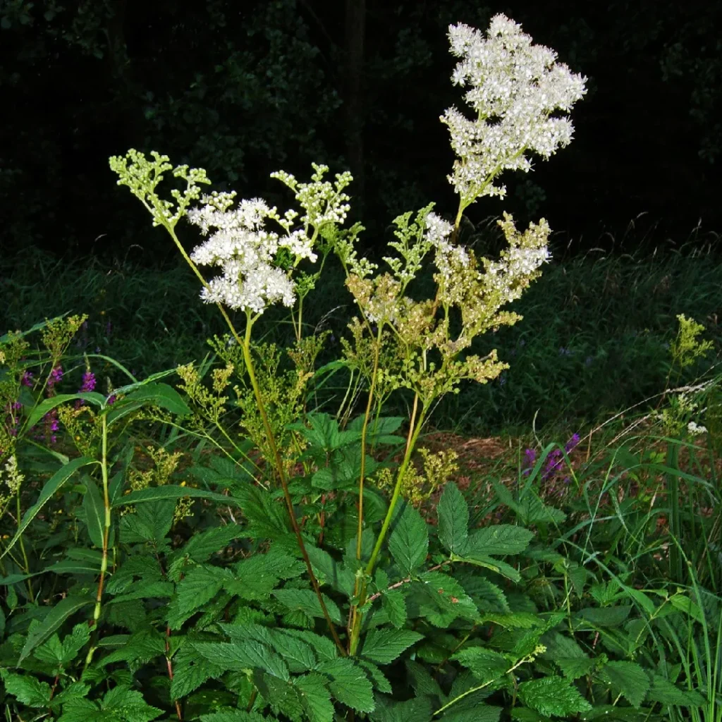 Meadowsweet - Spiraea