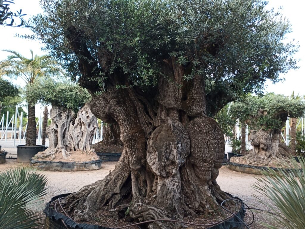 European olive - Olea europaea