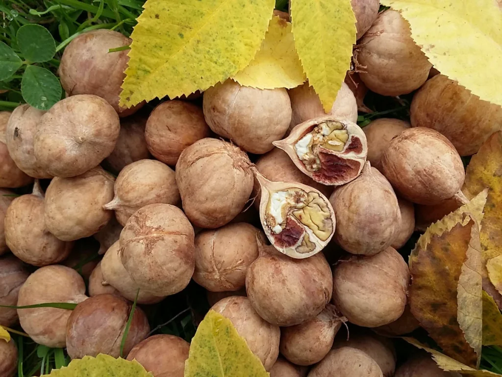 Shagbark Hickory - Carya ovata