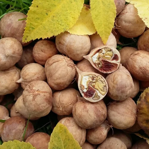 How to grow Shagbark Hickory (Carya ovata)