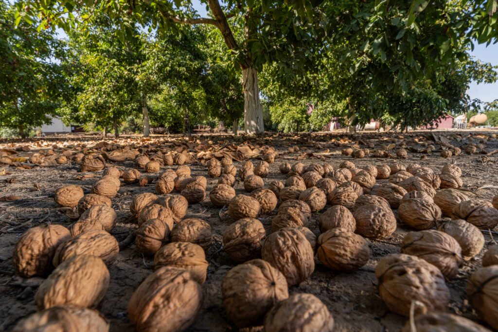 California Walnut - Juglans californica