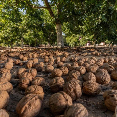 How to grow California Walnut (Juglans californica)
