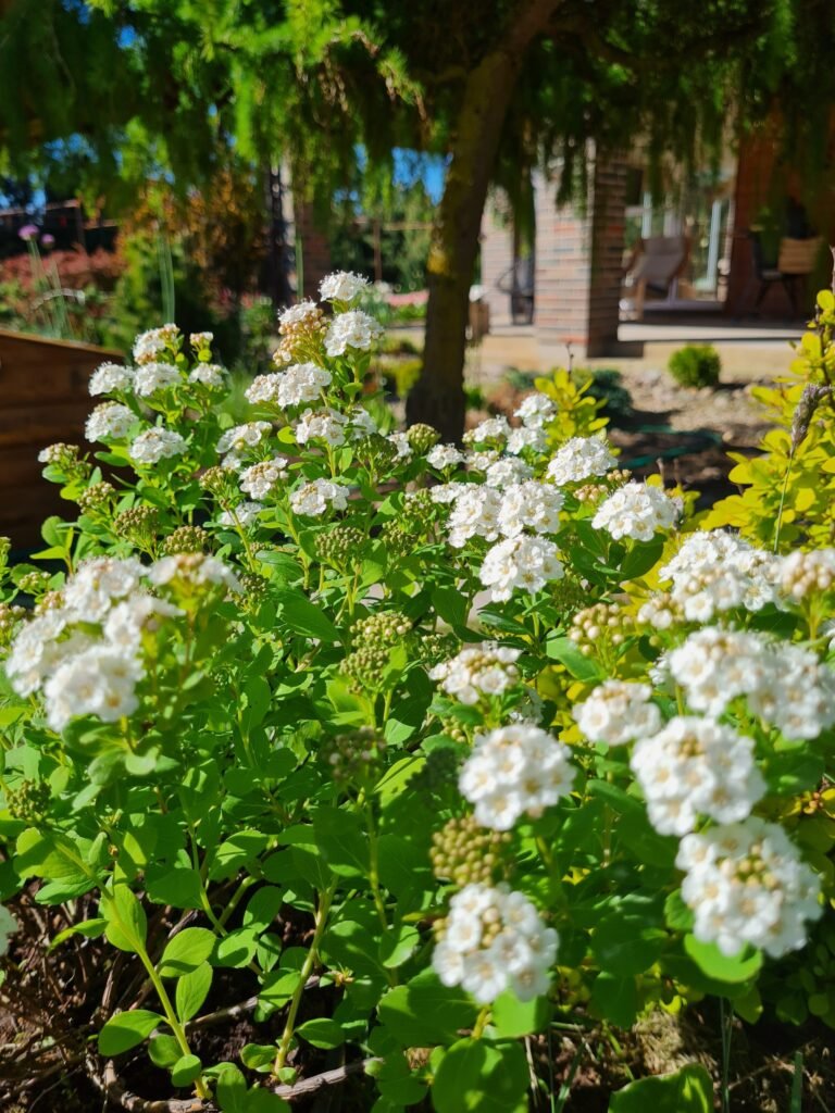 Birchleaf spirea - Spiraea betulifolia