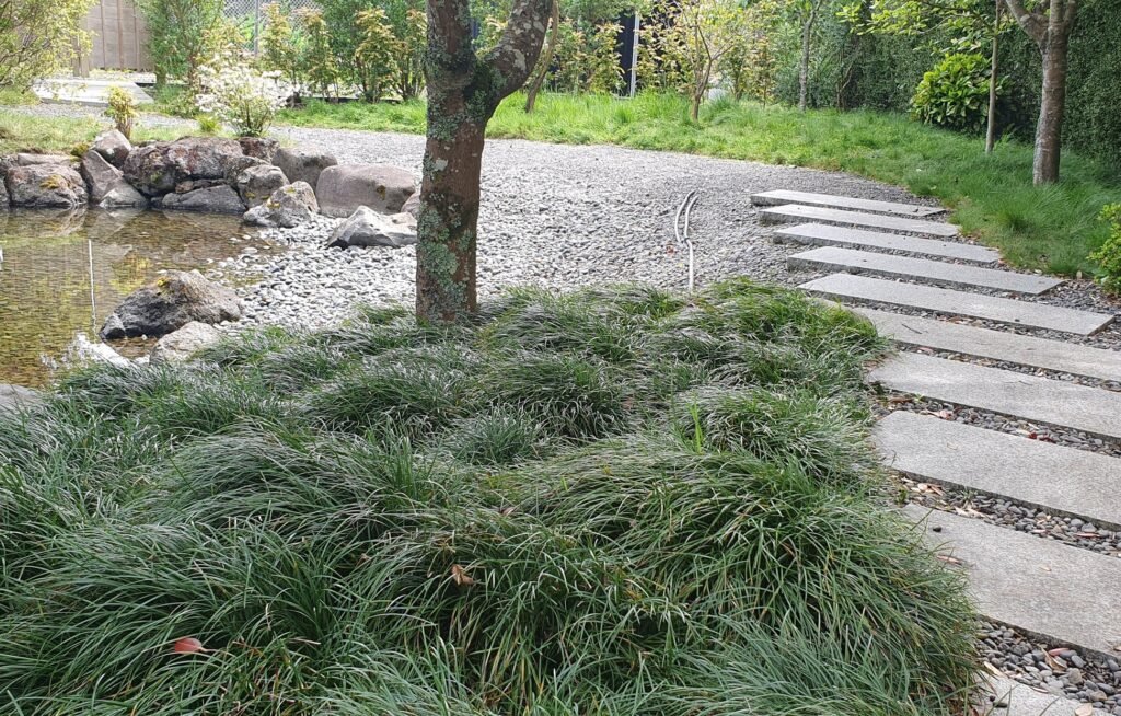 Mondo Grass - Ophiopogon japonicus