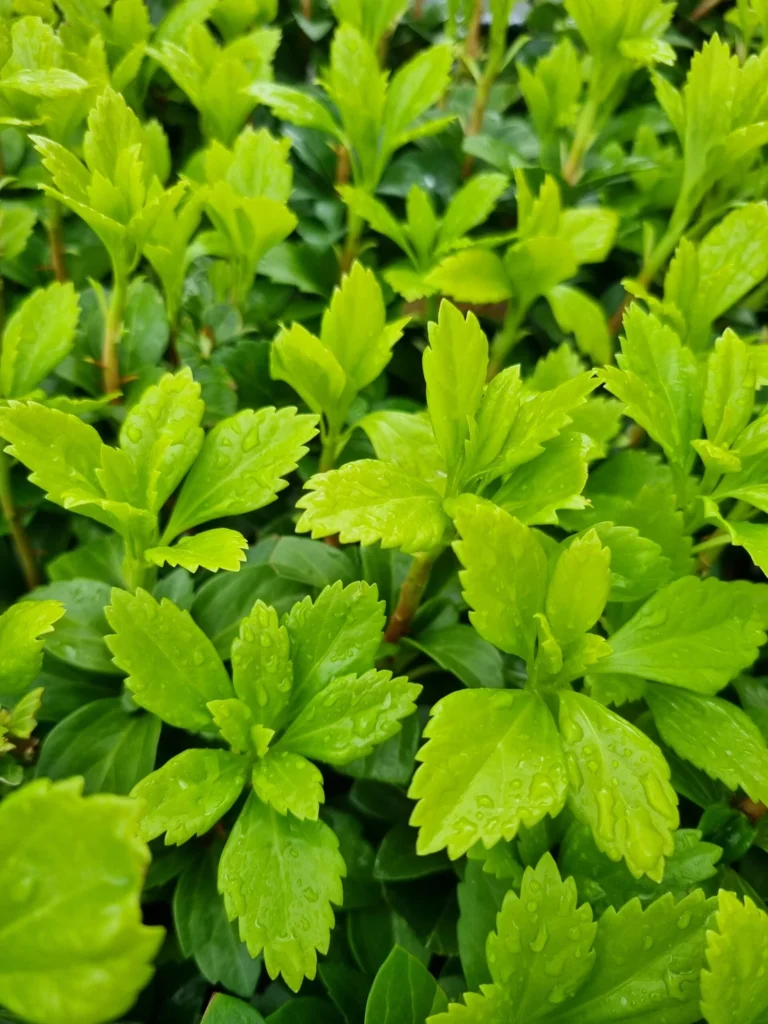 Japanese Spurge - Pachysandra terminalis