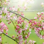 How to grow European European crab apple (Malus sylvestris)